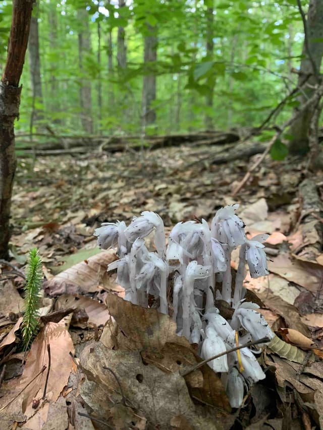 A ghost pipe plant! It is a mycorhyizal plant that appears very briefly in late summer.